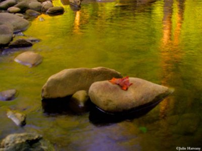 Stream, Rock and Leaf