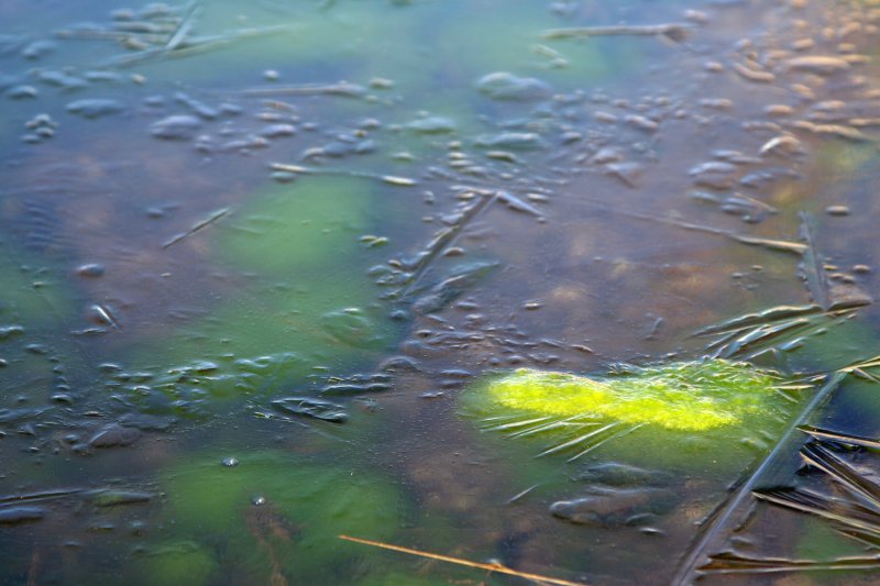 Spring Under Ice
