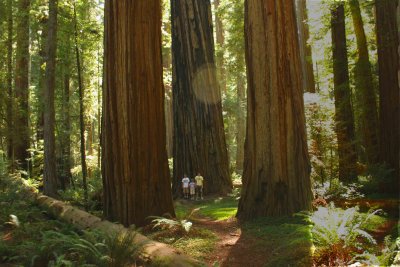 Our boys in Jedidiah Smith State Park, Northern California