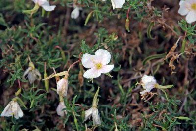 Tufted Evening Primrose - focused on center blossom