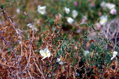 (Spent) Tufted Evening Primrose - focus on lower left  blossom