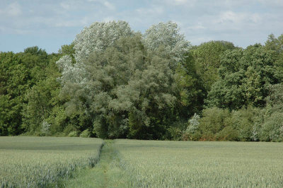 Fields under a soft breeze