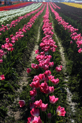 tulip rows.jpg