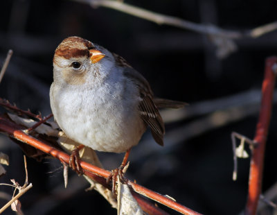 white crowned sparrow juvenile.jpg