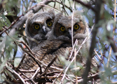 baby great horned owls.jpg