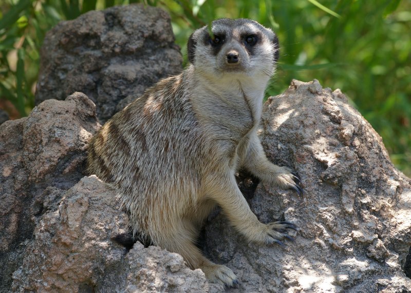 Meerkat