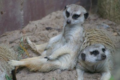 Meerkats