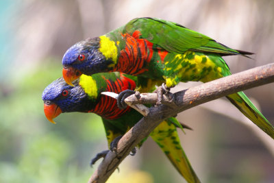 Lorikeets