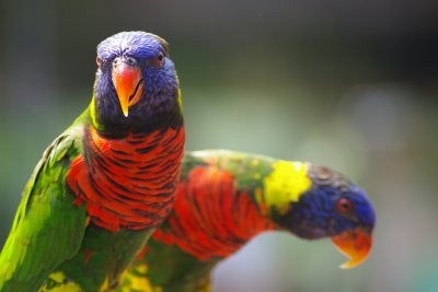 Lorikeets