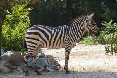 Zebra