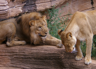 I am King!