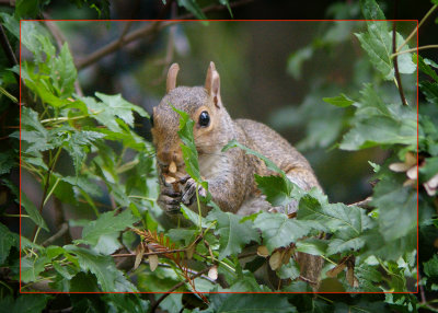 squirrel.jpg
