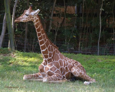 giraffe2.jpg