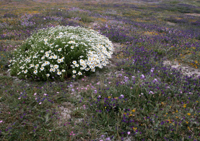 fiori