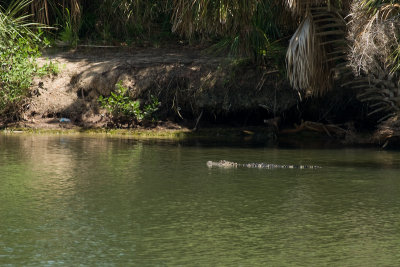 American Alligator