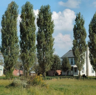 farm house poplars