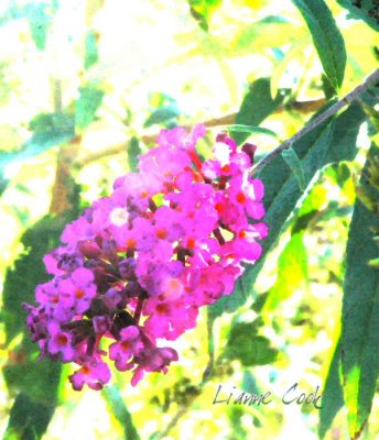 butterfly bush artistic license