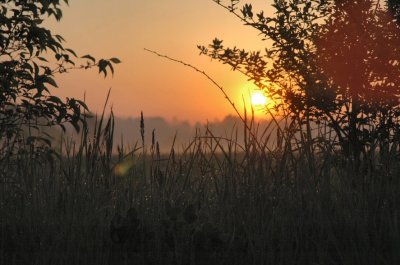 sunrise fieldedge
