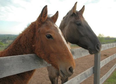 louie & evin