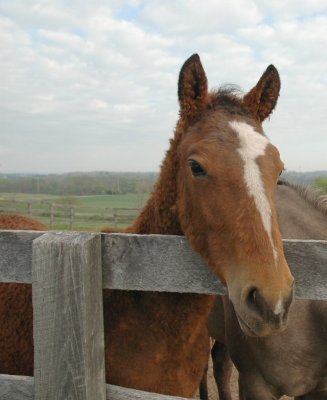 louie, a bashkir curly