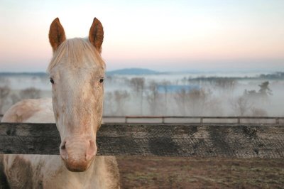 chief 'n misty morn