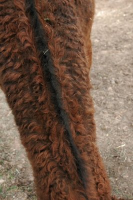 curly mane