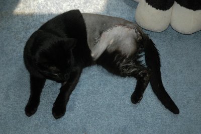 rufus has osteo carcinoma