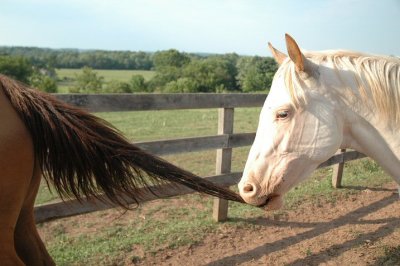 chief pulling crimson's tail