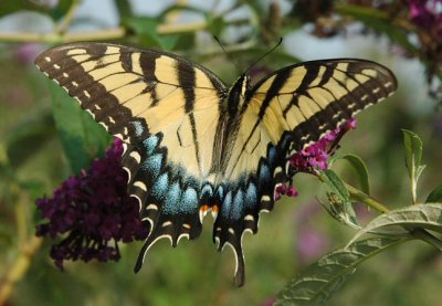 swallowtail