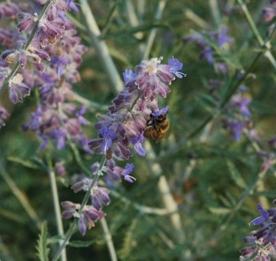 bee russian sage