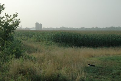 new morning cat at field edge