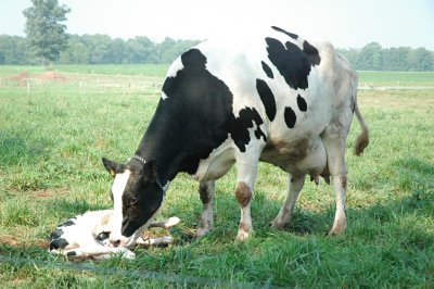 calf minutes old, scrunched & upside-down