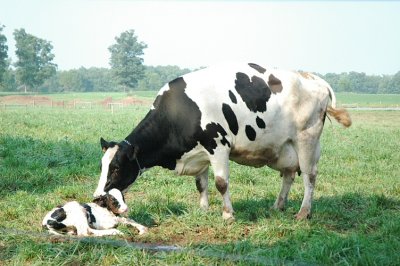 calf and cow