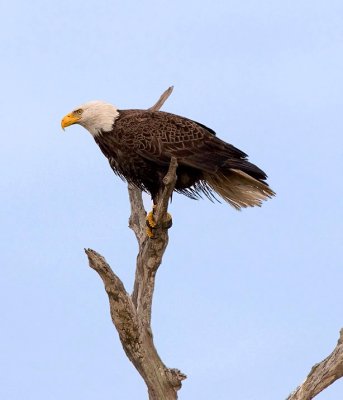 Bald Eagle Facing the Wind