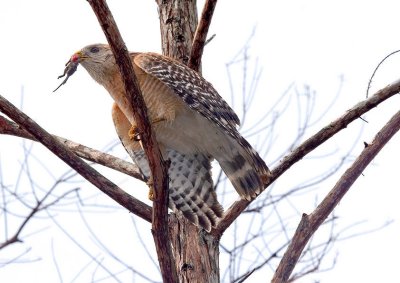 Red-shouldered Hawk with Meal