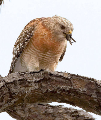 Red-shouldered Hawk finishing meal