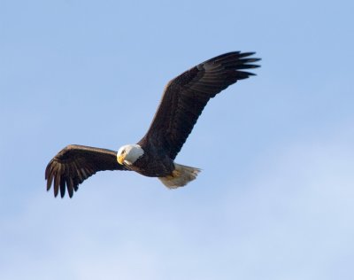 Adult Bald Eagle in Flight