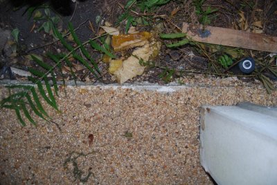DSC_0021.JPG - porch edge