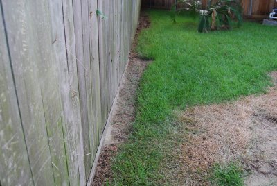 DSC_0093.JPG more dead grass