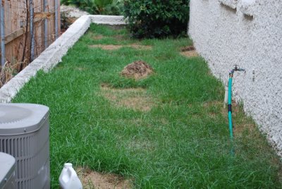 DSC_0106.JPG more dead grass
