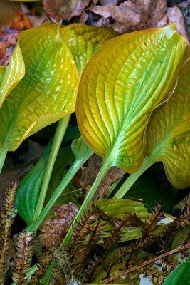 Hostas in Fall