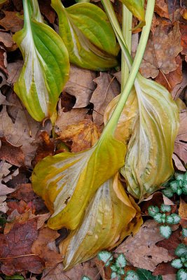 Fallen leaves