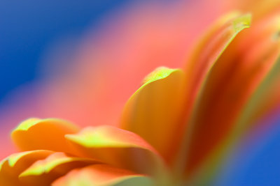 Gerbera on blue