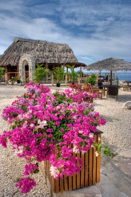 Bougainvillea and Ivan's Bar