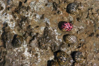 Sea snails in the rock pools