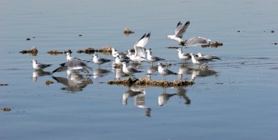 Salton Sea