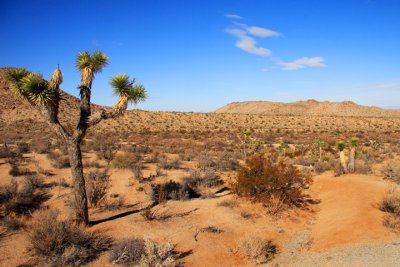 Joshua Tree