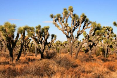 Orchard of Joshua Trees