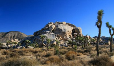Joshua Trees