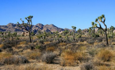 Joshua Trees